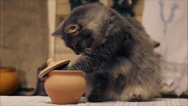 Смешно. Кот ворует еду из кастрюли. Ворует смешно, вытаскивает еду лапой. Умывается, зевает, показывает пасть. Снято крупно. Кот серый. Наглый вор. Удивительно. Очень умный кот