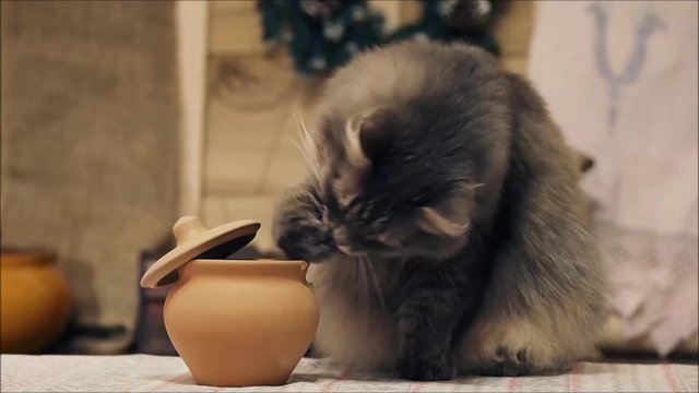 Смешно. Кот ворует еду из кастрюли. Ворует смешно, вытаскивает еду лапой. Умывается. Смотрит на камеру. Глаза зеленые. Снято крупно. Кот серый. Наглый вор. Удивительно. Очень умный кот 