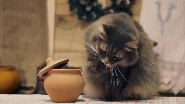 Смешно. Кот ворует еду из кастрюли. Ворует смешно, вытаскивает еду лапой. Умывается. Смотрит на камеру. Глаза зеленые. Снято крупно. Кот серый. Наглый вор. Удивительно. Очень умный кот 