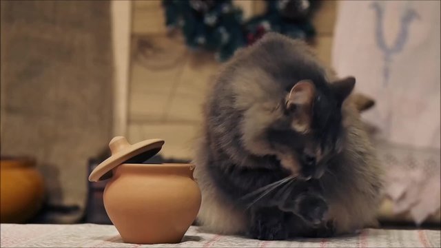 Смешно. Кот ворует еду из кастрюли. Ворует смешно, вытаскивает еду лапой. Умывается. Снято крупно. Кот серый. Наглый вор. Удивительно. Очень умный кот