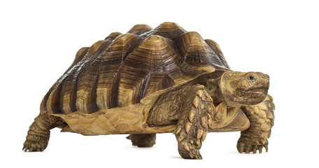 Male African spurred tortoise (4 years old), Centrochelys sulcat