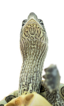 Close-up of an European pond turtle (1 year old), Emys orbicular