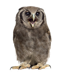 Fototapeta premium Verreaux's eagle-owl - Bubo lacteus (3 years old) in front of a
