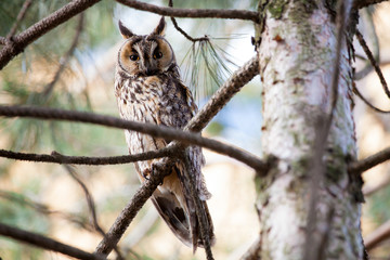 Asio otus owl