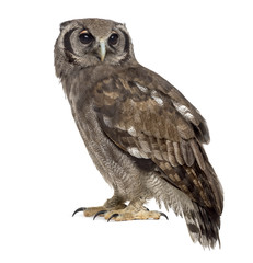 Verreaux's eagle-owl - Bubo lacteus (3 years old) in front of a