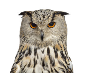 Close-up of a Siberian Eagle Owl - Bubo bubo (3 years old) in fr