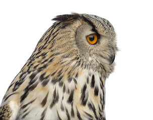 Close-up of a Siberian Eagle Owl - Bubo bubo (3 years old) in fr