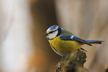 Titmouse bird