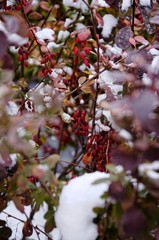 The branches of barberry covered with snow. Photo taken at cloudy day.