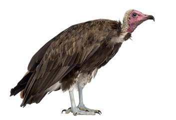 Hooded vulture - Necrosyrtes monachus (11 years old) in front of