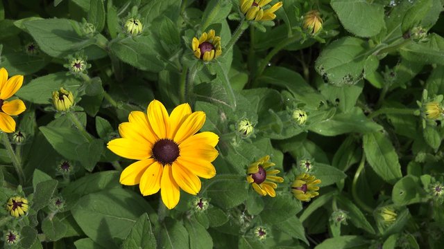 Female girl show rudbeckia flower bloom hidden in arms. Plant from sunflower family. Static closeup shot. 4K
