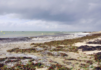 French sea shore with wild waves and seaweed on the beach