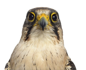 Close-up of a Lanner falcon - Falco biarmicus (7 years old) in front of a white background