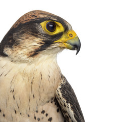 Close-up of a Lanner falcon - Falco biarmicus (7 years old) in front of a white background
