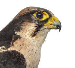 Close-up of a Lanner falcon - Falco biarmicus (7 years old) in front of a white background