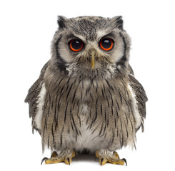 Northern white-faced owl - Ptilopsis leucotis (1 year old) in fr
