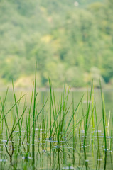 Alberi nel lago e riflessi