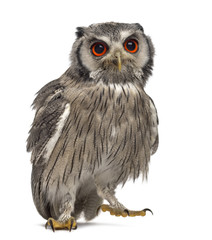 Northern white-faced owl - Ptilopsis leucotis (1 year old) in fr
