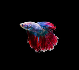 Capture the moving moment of siamese fighting fish isolated on black background. Betta fish