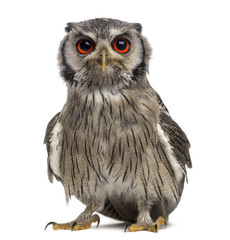 Northern white-faced owl - Ptilopsis leucotis (1 year old) in fr