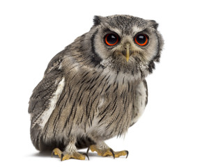 Northern white-faced owl - Ptilopsis leucotis (1 year old) in fr