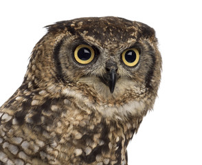Close-up of a Spotted eagle-owl - Bubo africanus (4 years old) i