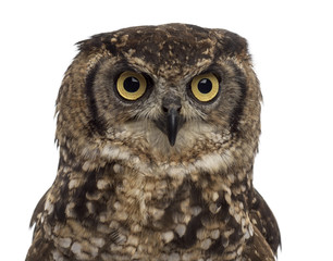 Close-up of a Spotted eagle-owl - Bubo africanus (4 years old) i
