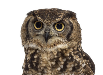Close-up of a Spotted eagle-owl - Bubo africanus (4 years old) i