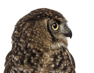 Close-up of a Spotted eagle-owl - Bubo africanus (4 years old) i