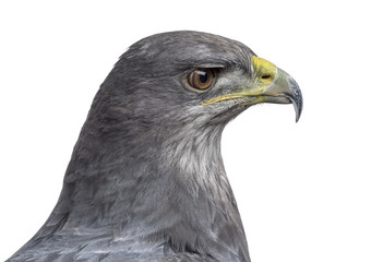 Close-up of a Chilean blue eagle - Geranoaetus melanoleucus (17