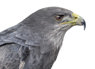 Close-up of a Chilean blue eagle - Geranoaetus melanoleucus (17