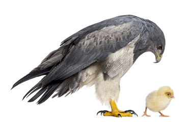 Chilean blue eagle - Geranoaetus melanoleucus (17 years old) loo