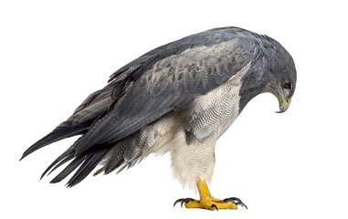 Chilean blue eagle - Geranoaetus melanoleucus (17 years old) in