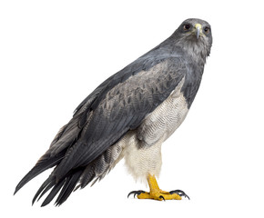 Chilean blue eagle - Geranoaetus melanoleucus (17 years old) in
