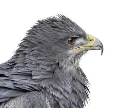 Close-up of a Chilean blue eagle - Geranoaetus melanoleucus (17