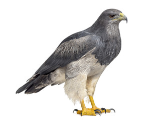 Chilean blue eagle - Geranoaetus melanoleucus (17 years old) in