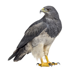 Chilean blue eagle - Geranoaetus melanoleucus (17 years old) in