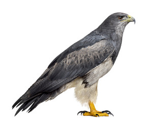 Chilean blue eagle - Geranoaetus melanoleucus (17 years old) in