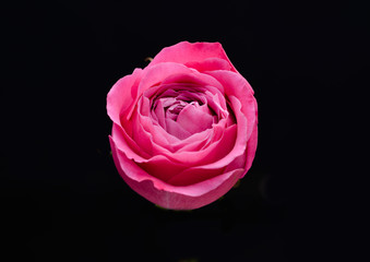 Rose isolated 