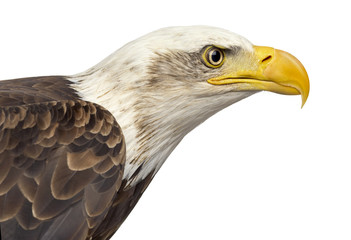 Close-up of a Bald eagle - Haliaeetus leucocephalus (12 years ol