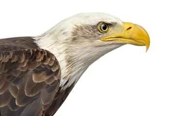 Zelfklevend Fotobehang Close-up of a Bald eagle - Haliaeetus leucocephalus (12 years ol © Eric Isselée