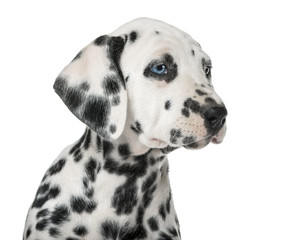Close-up of a Dalmatian puppy with heterochromia