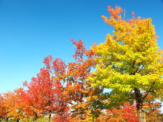 Fototapeta premium 秋のモミジバフウ並木