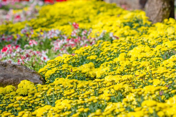 Yellow flowers blossoming in spring time, flowers background