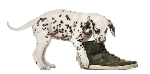 Dalmatian puppy chewing a shoe in front of a white background