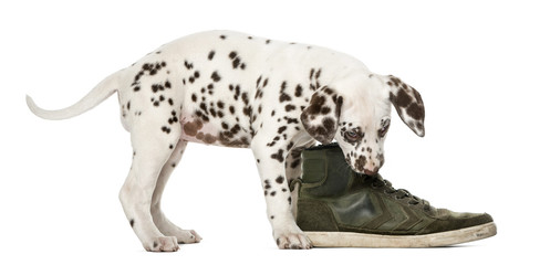 Dalmatian puppy chewing a shoe in front of a white background