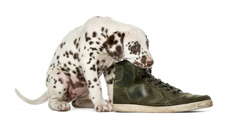 Dalmatian puppy chewing a shoe in front of a white background