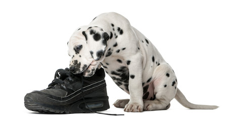 Dalmatian puppy chewing a shoe in front of a white background