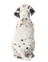 Rear view of a Dalmatian puppy sitting