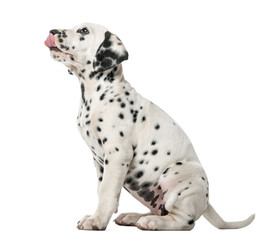 Dalmatian puppy sitting and licking